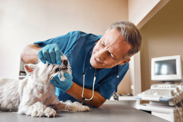 Best Emergency Gum Treatment in Allendale, SC